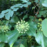 Ivy flowers 