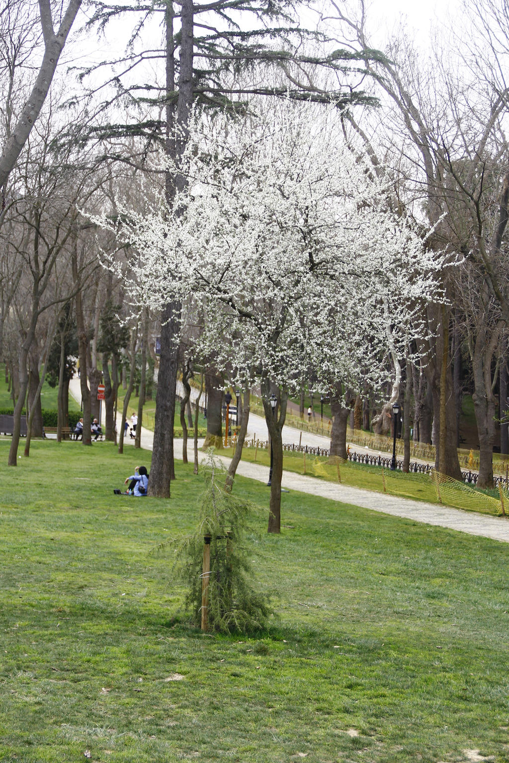 091 01.04.2022 tulip festival 2