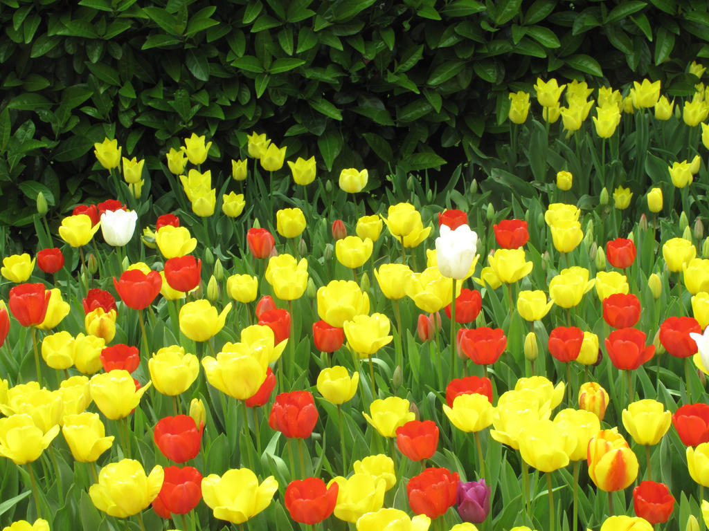 Tulip Festival 2022-3