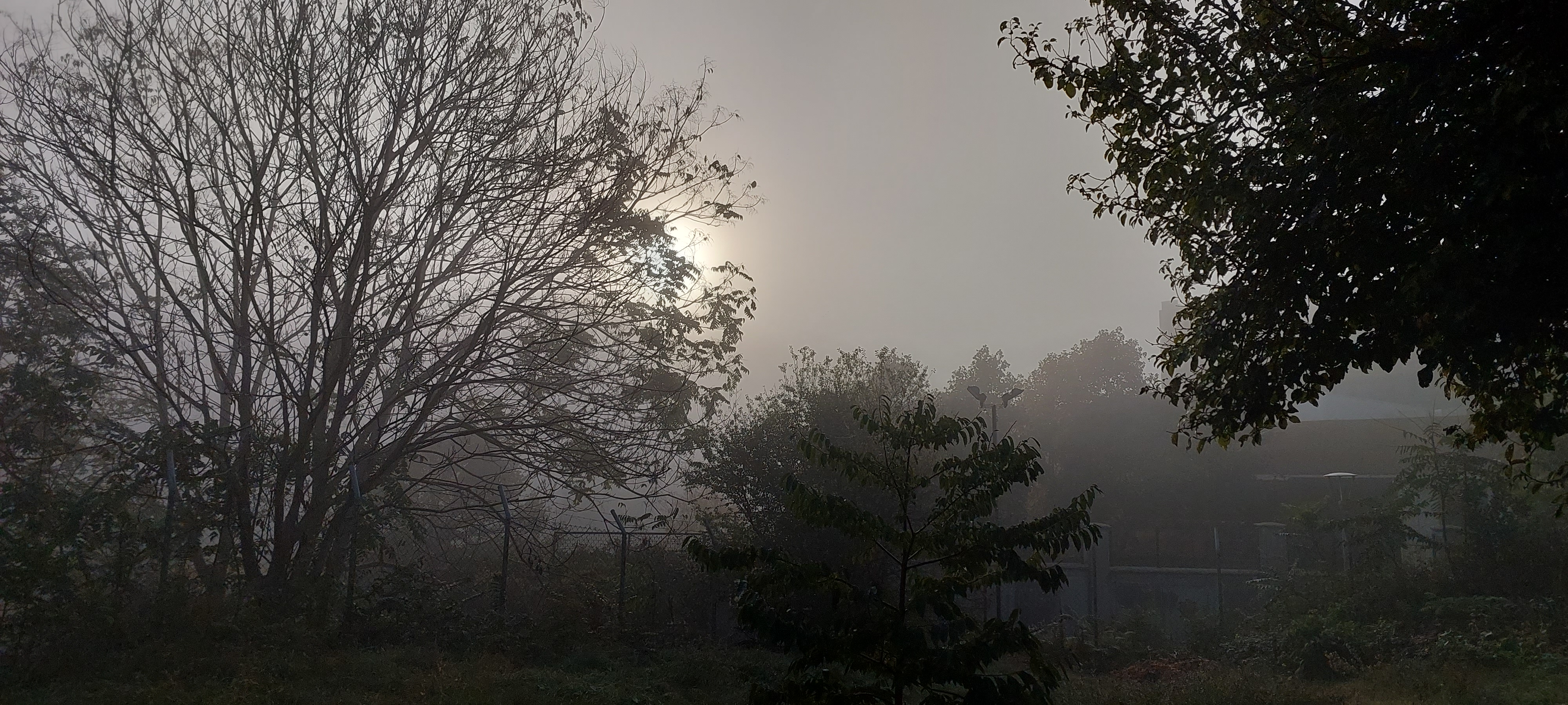 Morning fog 01.11.2022