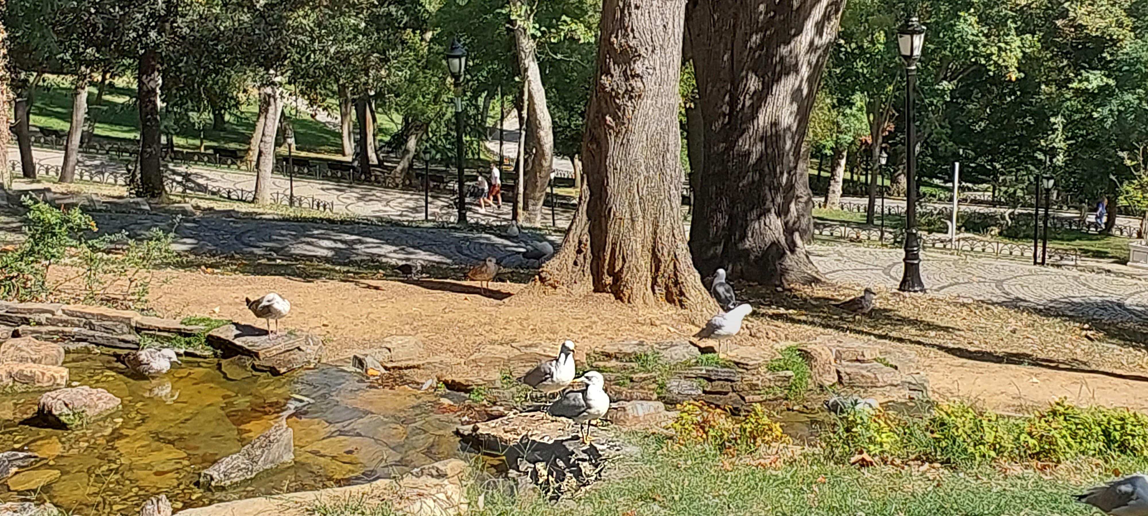 Birds and trees