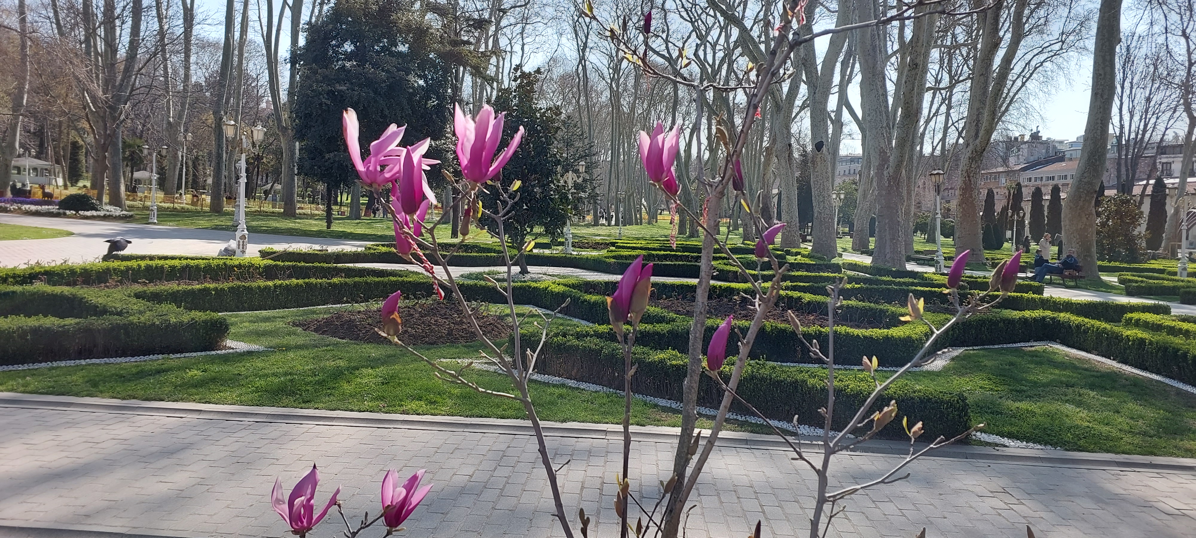 Gulhane magnolias 24.03.2023