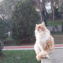 Cat 24122023