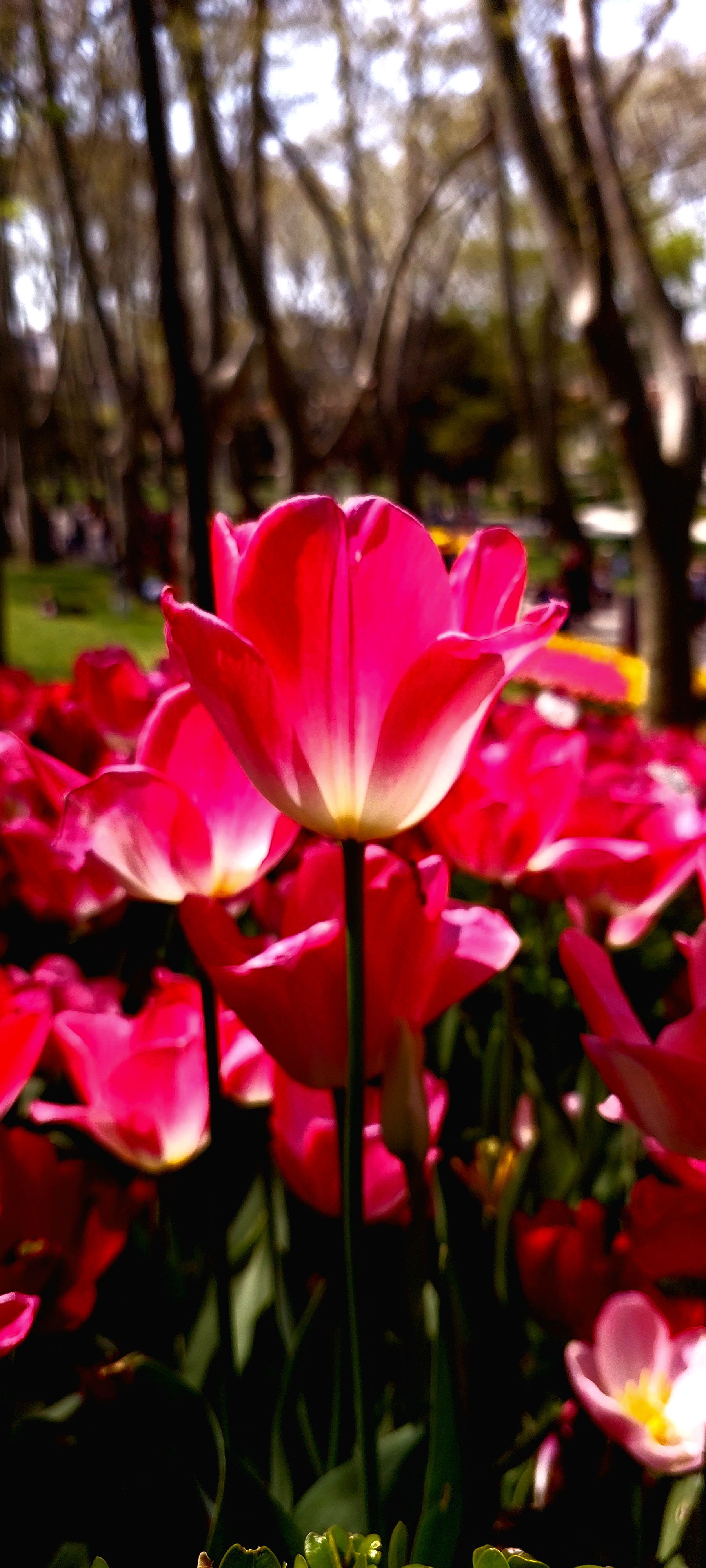 Tulip festival 2024-5