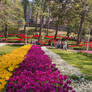 Tulip festival 20252