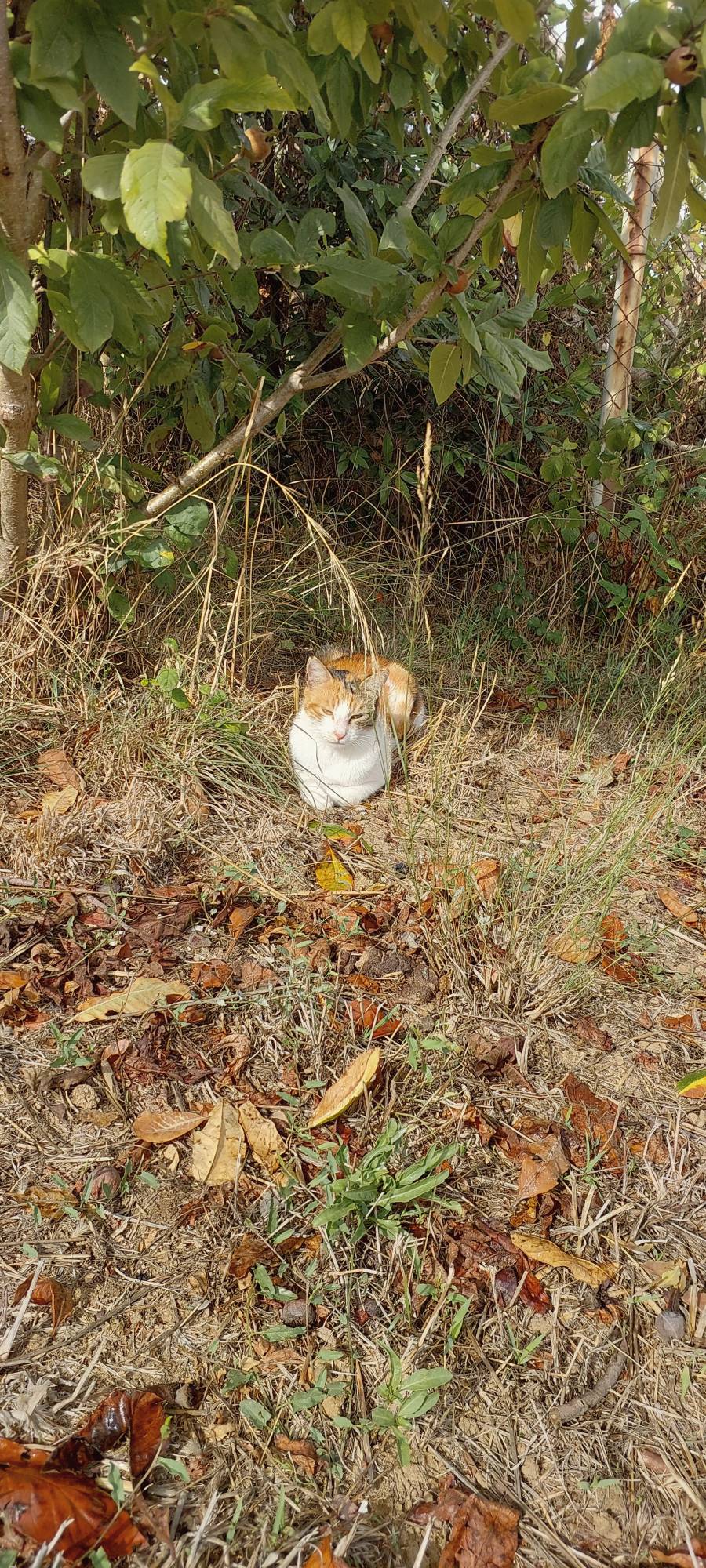 Kitty 03102025