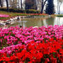 Tulip festival 24042026-1