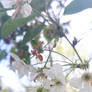 1000061505 cherry blossoms