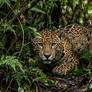 Jaguar ai