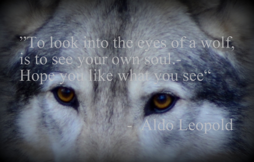 Wolf eyes