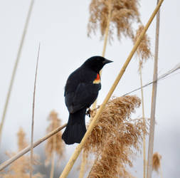 Red Winged black bird