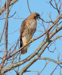 Red tailed hawk