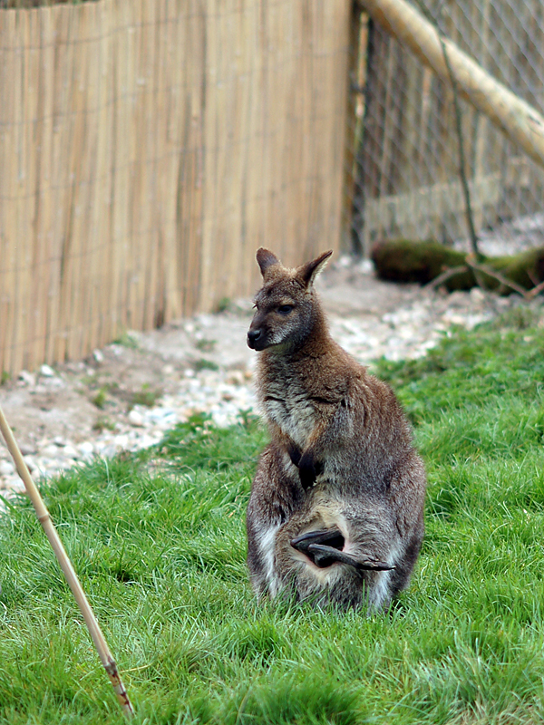 Wallaby