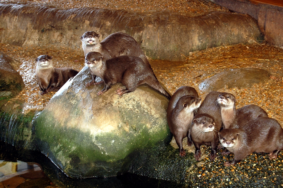 Otters