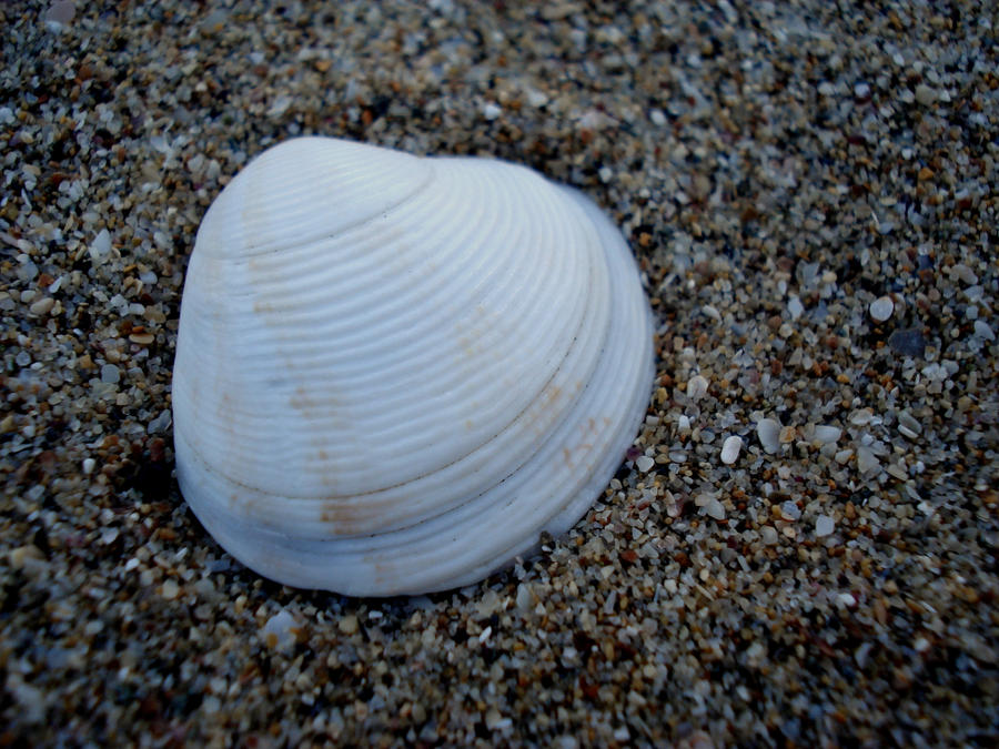 Seashell