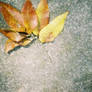 Leaf and cement