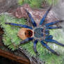 Chromatopelma cyaneopubescens (Greenbottle blue)