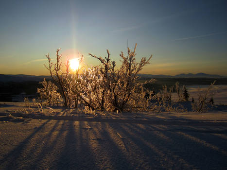 Crystal Tree