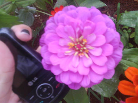 Flower