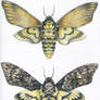 Death's Head Hawk Moth