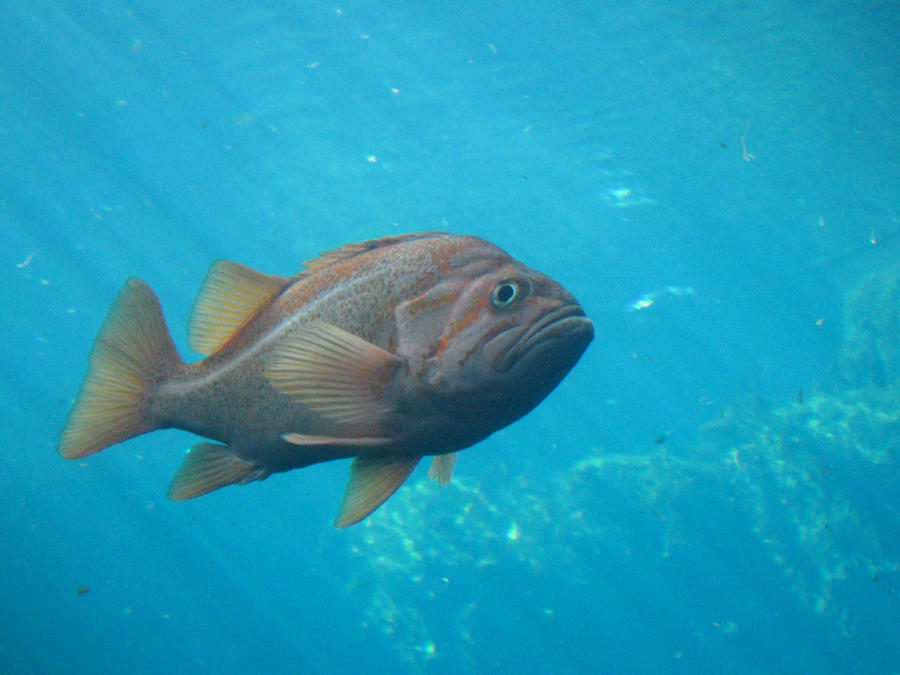 Mr. Grumpy Gills by ProjectNightmare1993 on DeviantArt