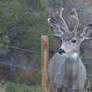 FREE Mule Deer STOCK