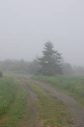 Foggy Day: Tree 2