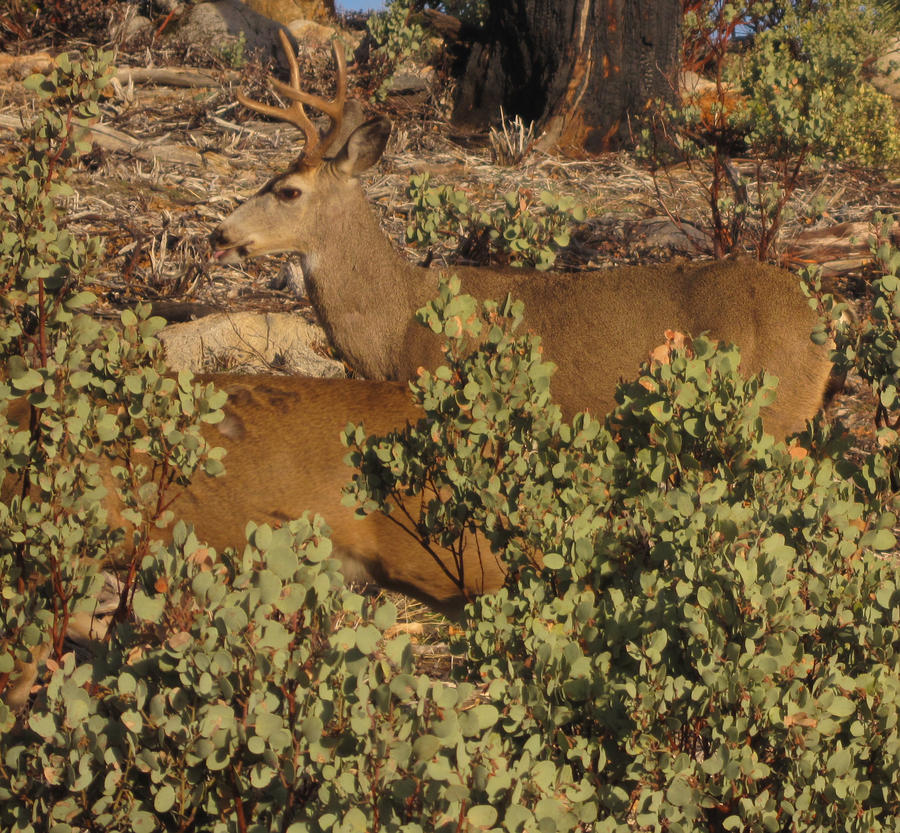 Buck by Saries7 on DeviantArt