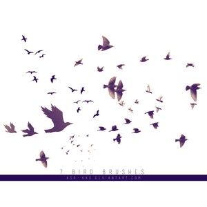 7 Birds Brushes free Download