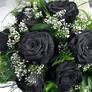 roses black