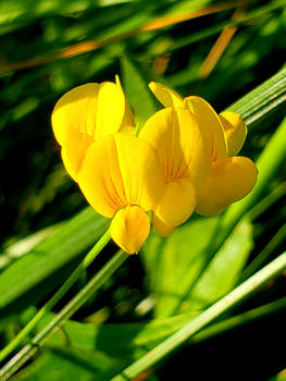 yellow flowers