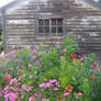 Old Shed with Flowers