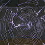 Spider Web