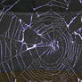 Spider Web