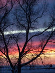 Dark Tree Sunset by Book-of-Light-Stock