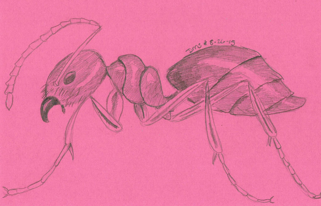 Ant Deviantart My Great Ant by swiftheartstudios on DeviantArt
