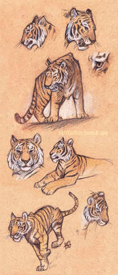 Tiger Study