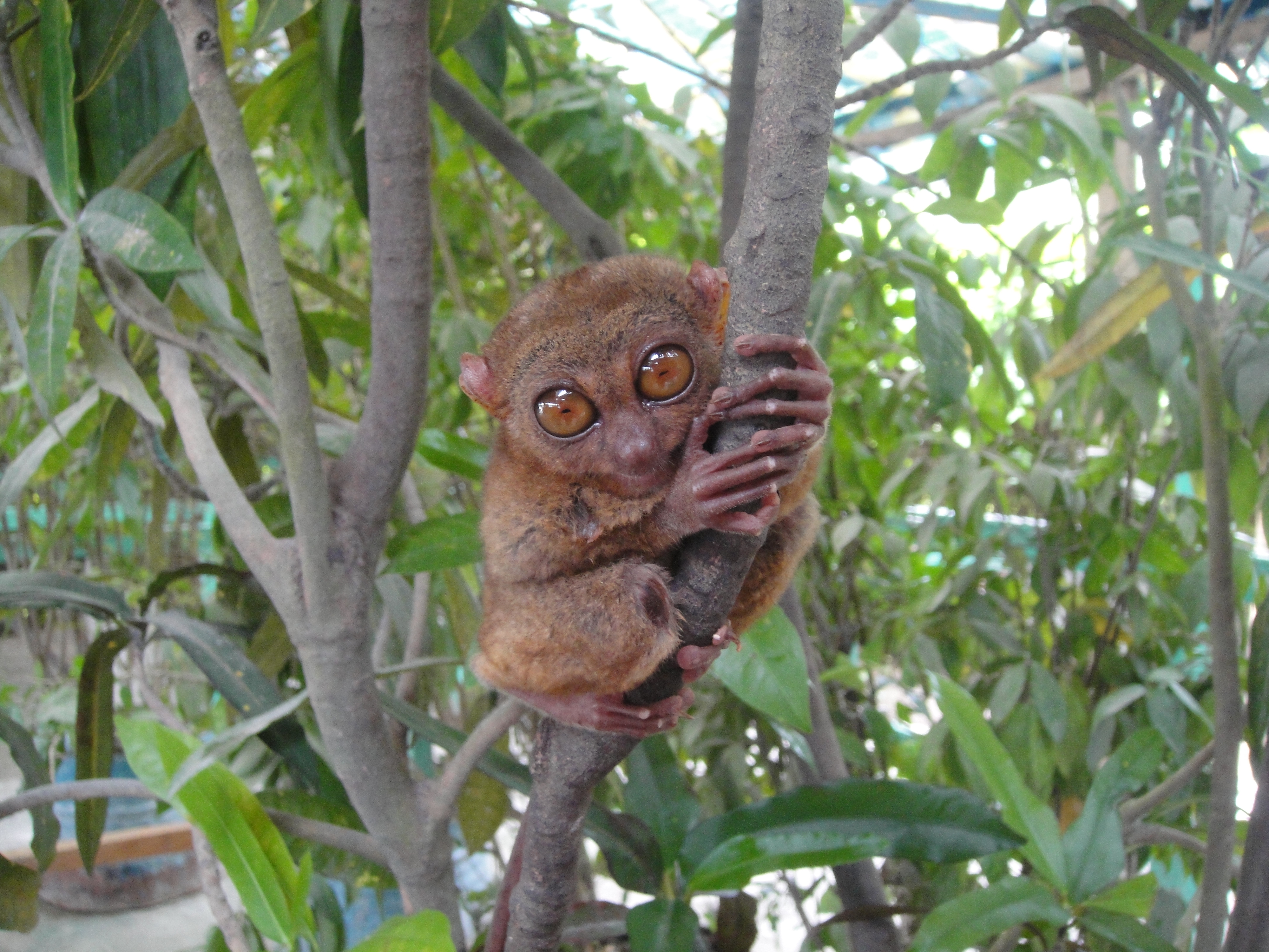 Tarsier