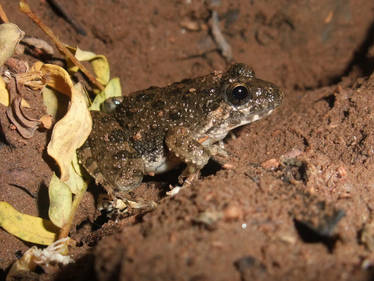 Indian cricket frog