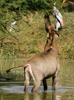 Nilgai