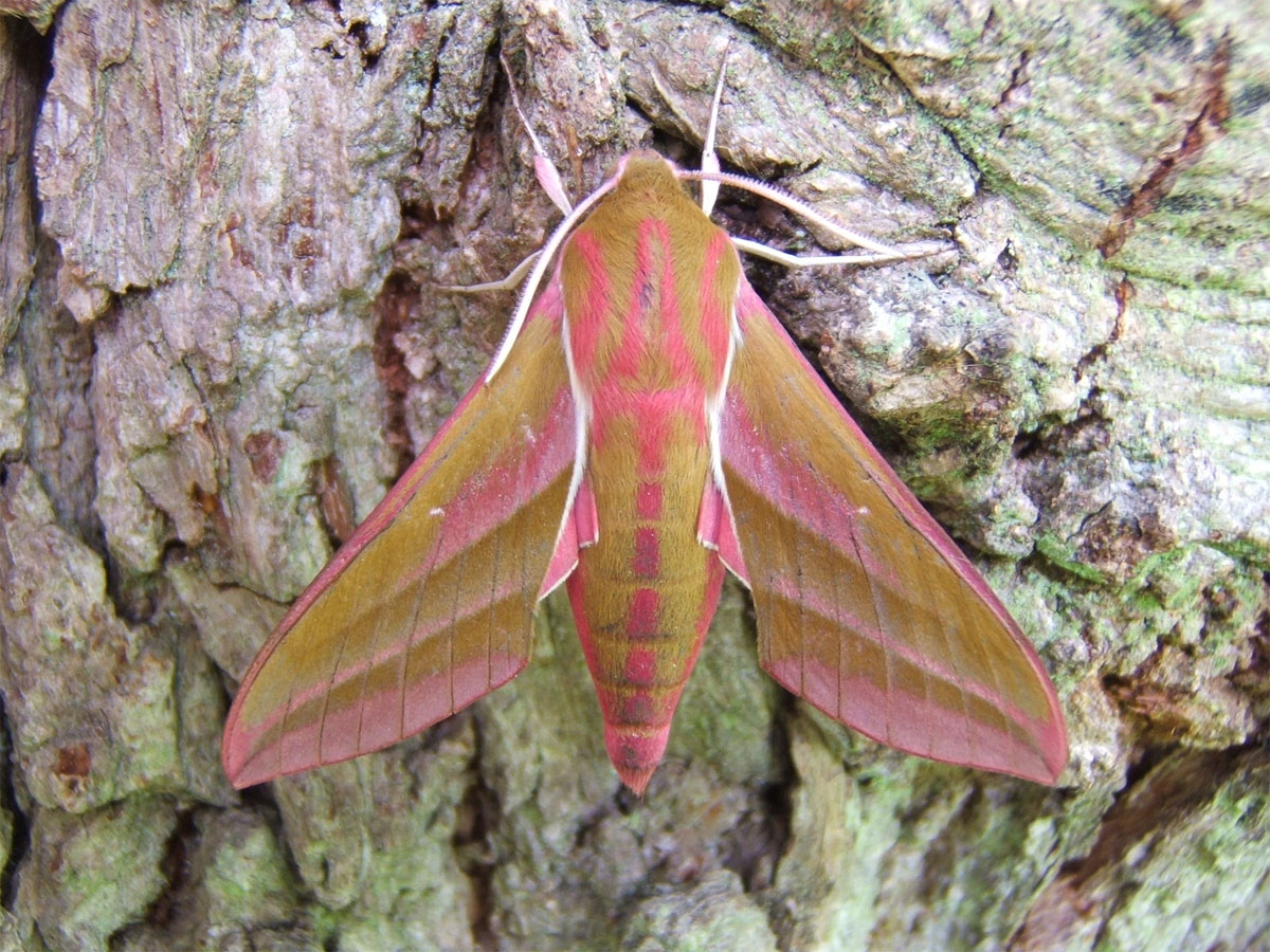 Elephant hawk-moth1