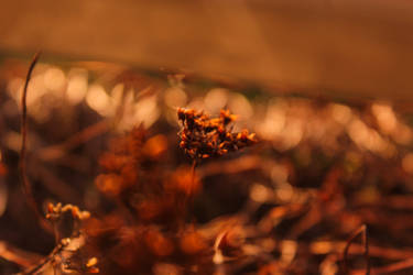 Plant bokeh 1