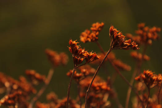 Plant bokeh 5