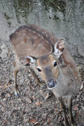 Zoo, Ostrava, CZE