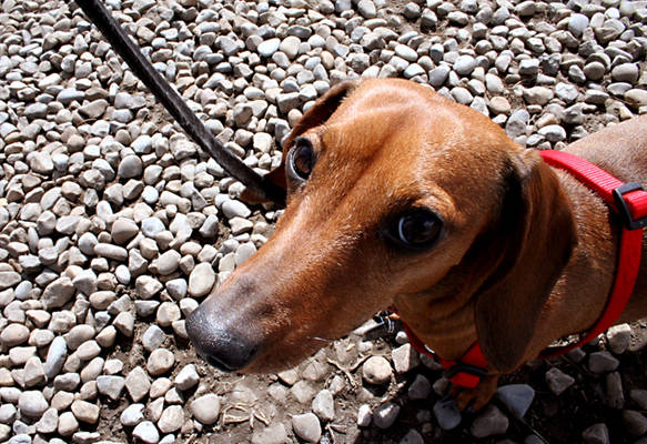 Molly on a Leash