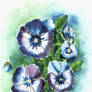 Pansies