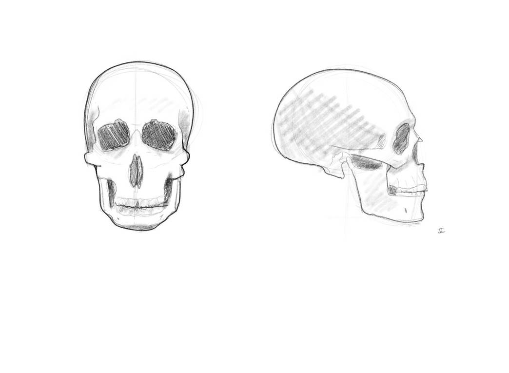 Human male skull practice by DianaCotoPlays on DeviantArt