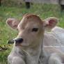 Cute Heifer 4