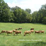 Herd of Jerseys