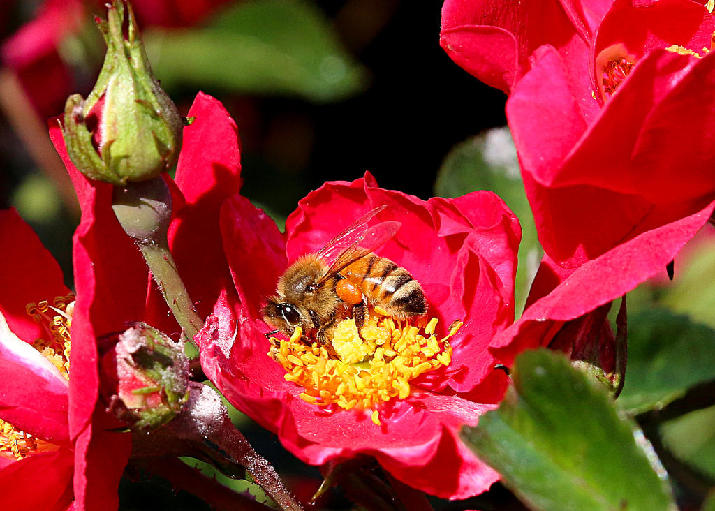 Bee Eating Roses Bee in Rose by Stevehargen on DeviantArt